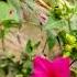 Four O Clock Flower Marvel Of Peru Mirabilis Jalapaflower Flowers Gardening Comedy Youtubeshorts