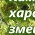 Змеевик Камень с характером змеи