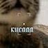 кис кис рекомендации рек животные котики коты кошки кот Cat пушистый Shortvideo Cats