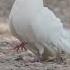 White Dove Goes For A Walk And Bullies Pigeon