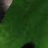 Tree Of Life Drum Oval Green Color