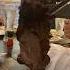 MEAT SERVING AT BRASA DE BRAZIL Shorts Jeddahrestaurants BrasaDeBrazil Beeftenderloin Yummy