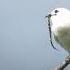 White Bellbird World Loudest Bird