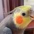 Best Cockatiel Sounds Singing Whistling For Relaxation