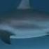 Тупорылая серая акула Carcharhinus Leucas одна из самых опасных акул в мире
