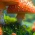 The Fairy Forest With Magic Mushrooms Mysterious Music For Relaxation Calmness And Stress Relief