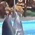 Жгучая Ламбада в исполнении дельфинов