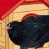 How To Winterize Your Chicken Coop In 10 Min