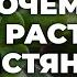 Почему не растет толстянка ToNature Info