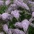 Buddleia Grand Cascade Amazing NEW Butterfly Bush With ENORMOUS CASCADING Flowerheads