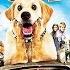 Köpek Firarda Türkçe Dublaj Komedi Çocuk Filmi FULL HD Izle