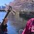 Shamisen Under The Cherry Blossoms Sakura Original Version Ki Ki 輝 輝 津軽三味線 4K