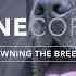 OWNING A CANE CORSO THE ULTIMATE CANINE PROTECTOR