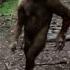 Yeti Or Sasquatch On Trail Cam Shorts