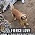 When A Golden Retriever Became A Tiger S Mom Animals