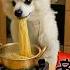 Bear Making Noddle Music Lion Beats BearMakingNoodles WholesomeChaos NoodleMaster ViralVideo