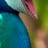 Peacock Sounds Peacock Call