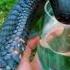 когда змей просят помощи у людей Shortsvideo Animals Shorts Snake