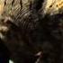 Walking With Dinosaurs S Soundtrack Canyon Of Terror Allosaurus Theme