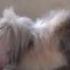 Video 2016 2 78 3283 DOMINIK PHILIP S RABBITS 3 Music KRÓLICZEK TITOU