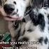 What Da Fluff Funny Dog