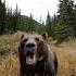 Straight Out The Crate Outdoorsurvival Bear Grizzly Shtf Outdoors Natureismetal Nature