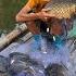 Fishing Skills Net Full Of Fish Harvesting Fish For Sale Highland Boy Khai