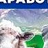 Как получают лучших овец Овцеводство как бизнес Овечье молоко и баранина Андрей Даниленко