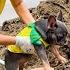 Mun Dog Was Friendly With The Female Workers Making Them Very Happy