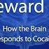 The Reward Circuit How The Brain Responds To Cocaine