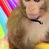 Baby Monkey Bim Bim Playing Colorful Water Balloons Chanllenge With Duckling At Pool