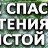 Как спасти растения от мучнистой росы Без потери урожая