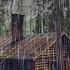 The Sound Of Rain To Sleep Fall Asleep To The Sound Of Rain In Forest Next To A Forest Hut