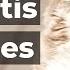 Cat Dental Disease Feline Stomatitis Remedies