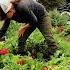 Giant Garden Harvest Old Root Cellar Storing