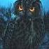 Dangerous Owl Sound Dangerous Owl P Ranjeet