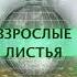 Взрослые листья Евгений Калинин Александр Даган Квартирник 2021 текст клип