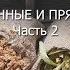 Вебинар Лекарственные и пряные травы Часть 2