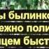 Песня Под горой Смоковница растёт