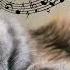 No Ads 10 Hrs Calming Music For Sensitive Cats With Cat S Purr Soothing Harp Panio Music For Cats