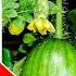 Growing Watermelon Plant Time Lapse Seed To Fruit 110 Days