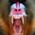 Mandrill The Biggest Monkey In The World