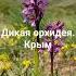 В Крыму цветут несколько видов диких орхидей Редкие растения Природа Путешествия