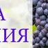 ЧАША ИЗОБИЛИЯ Росэя