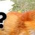 Things You Need To Know About RED FOXES