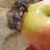 Marmot Will Crush This Apple