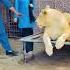 Lion Tiger Attitude Animals Funny Remix Music Song