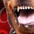 Epic Dog Barking Compilation See How Your Dogs REACTS And Can T Resist