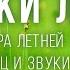 Звуки летнего луга Атмосфера летнего сада Пение птиц и звуки сверчков Релакс видео для души АСМР