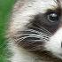 RACCOON Will Zapolskiy Anyone To Cuteness Interesting Facts About Raccoons